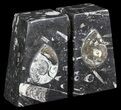 Polished Orthoceras and Goniatite Bookends - Morocco #61321-1